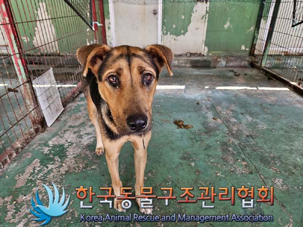 한국동물구조관리협회_441406202401569