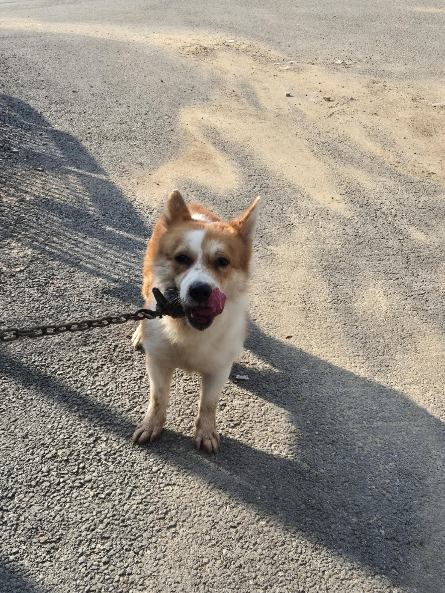 남양동물보호센터_441553202403099