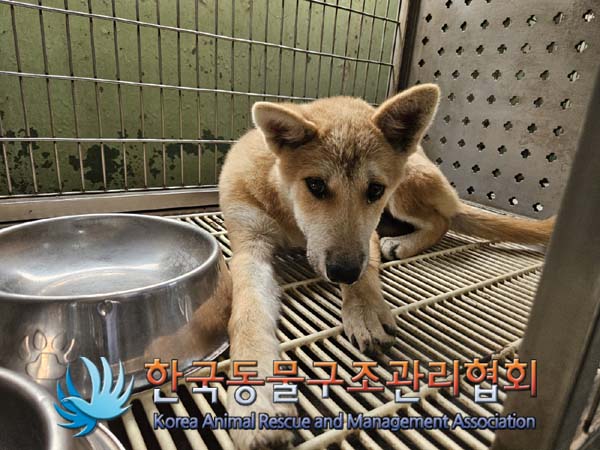 보호중 믹스견의 가…