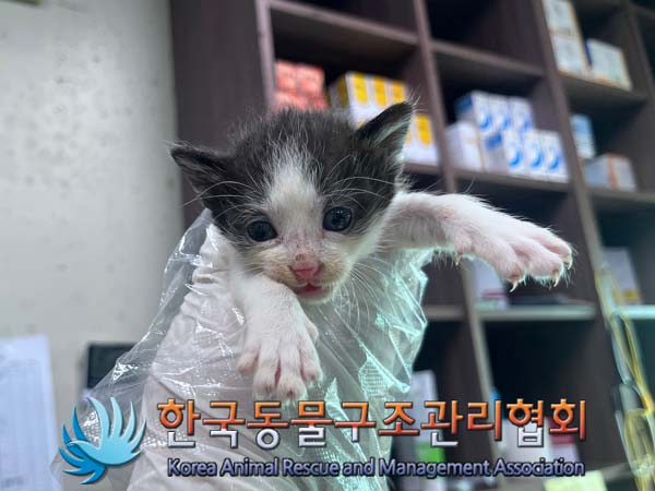 한국동물구조관리협회_411303202400428