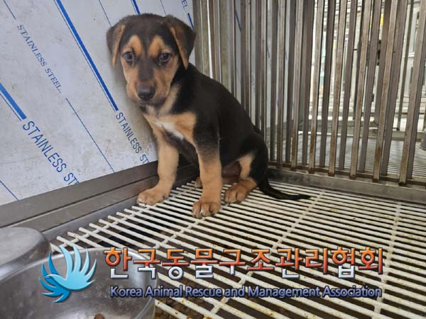 한국동물구조관리협회_441406202401574