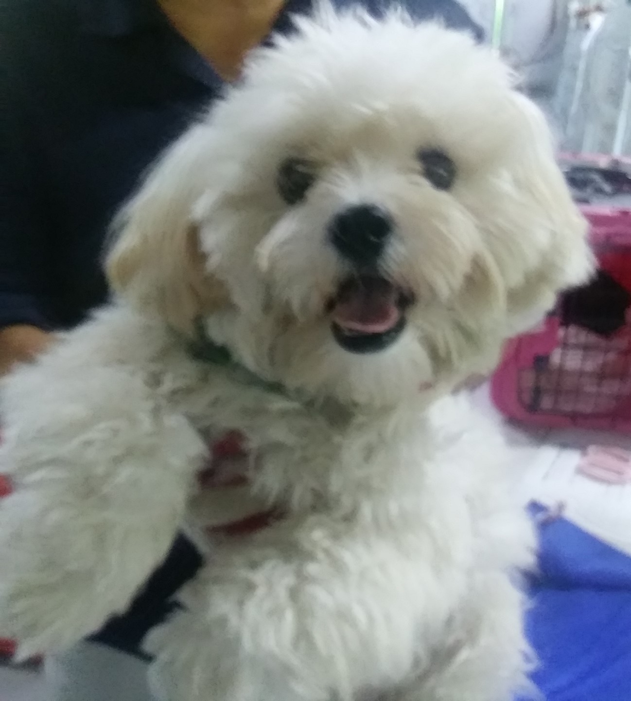 인천광역시수의사회_428353202400878