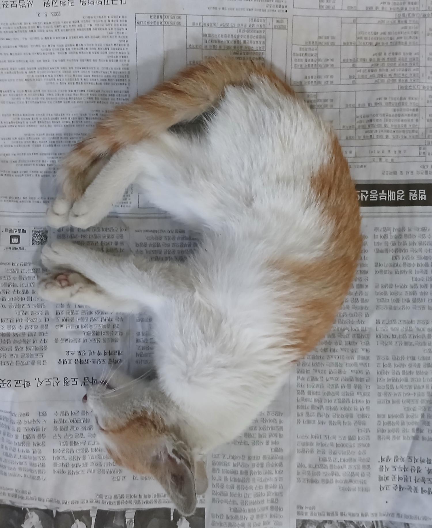대구유기동물보호협회_427347202400838