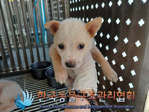한국동물구조관리협회_441409202401442