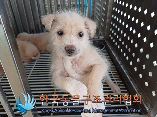 한국동물구조관리협회_441409202401443