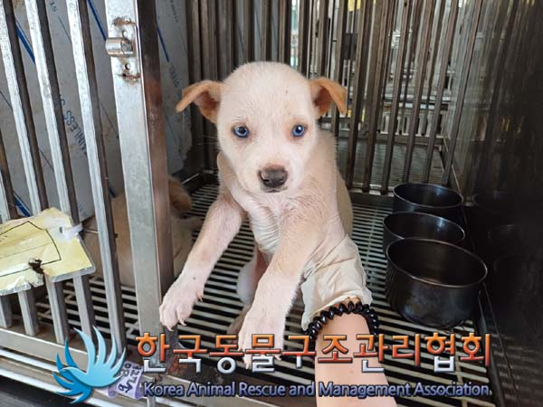 한국동물구조관리협회_441409202401441