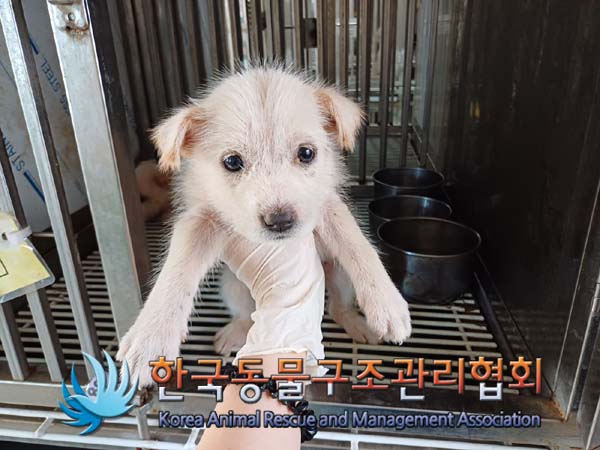 한국동물구조관리협회_441409202401440