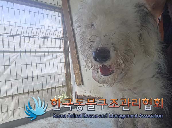 한국동물구조관리협회_441382202400717