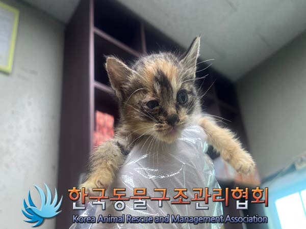 한국동물구조관리협회_441559202400980