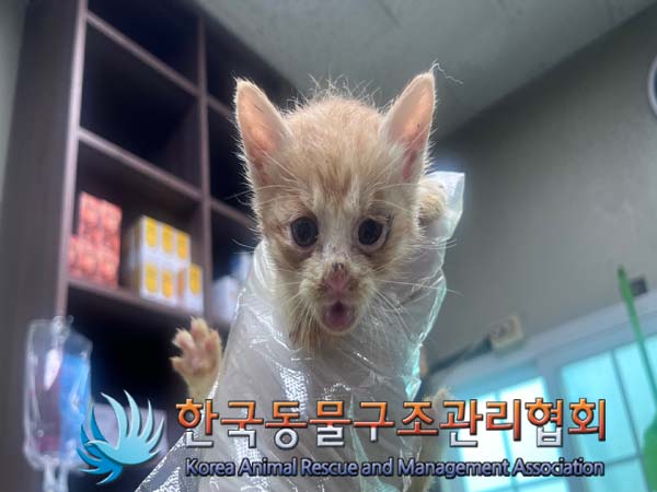 종료(자연사) 한국…