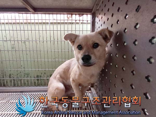 한국동물구조관리협회_441559202400978