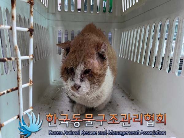 종료(안락사) 한국…