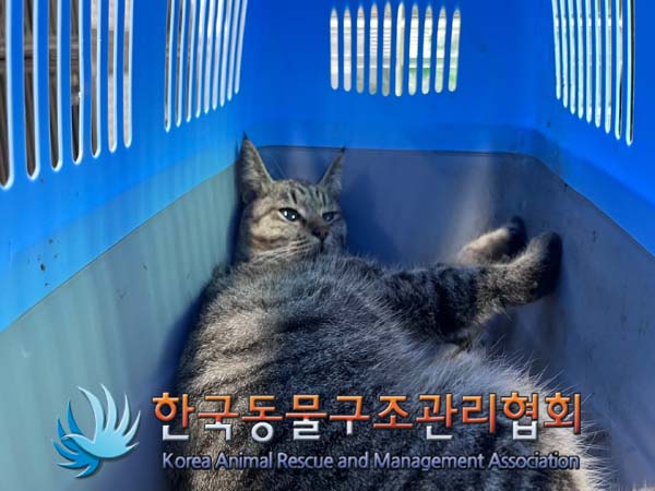 한국동물구조관리협회_411300202400399