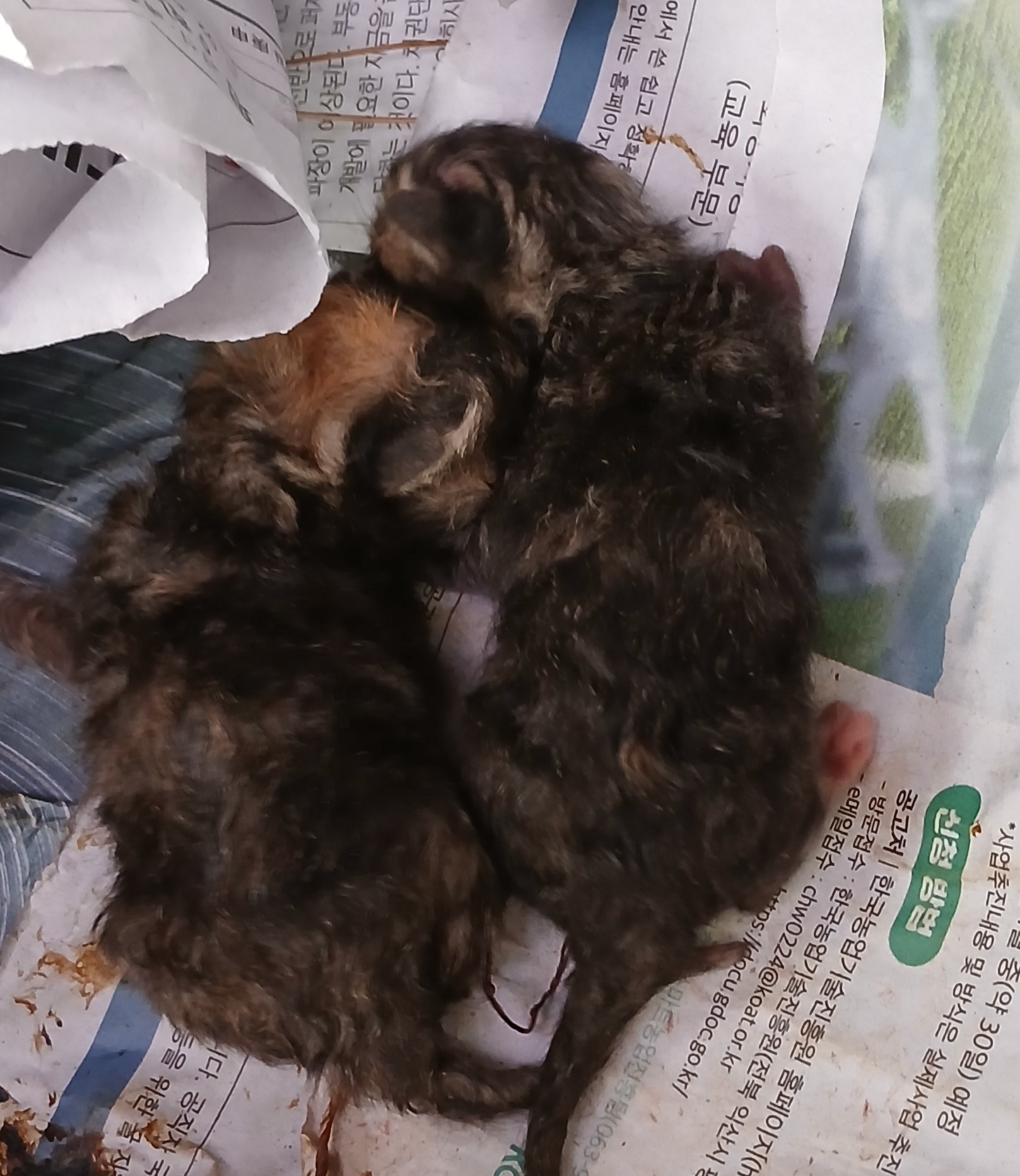 대구유기동물보호협회_427347202400839