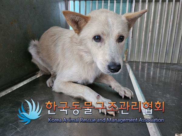 종료(안락사) 믹스…