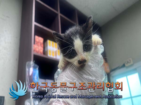 한국동물구조관리협회_441559202400981