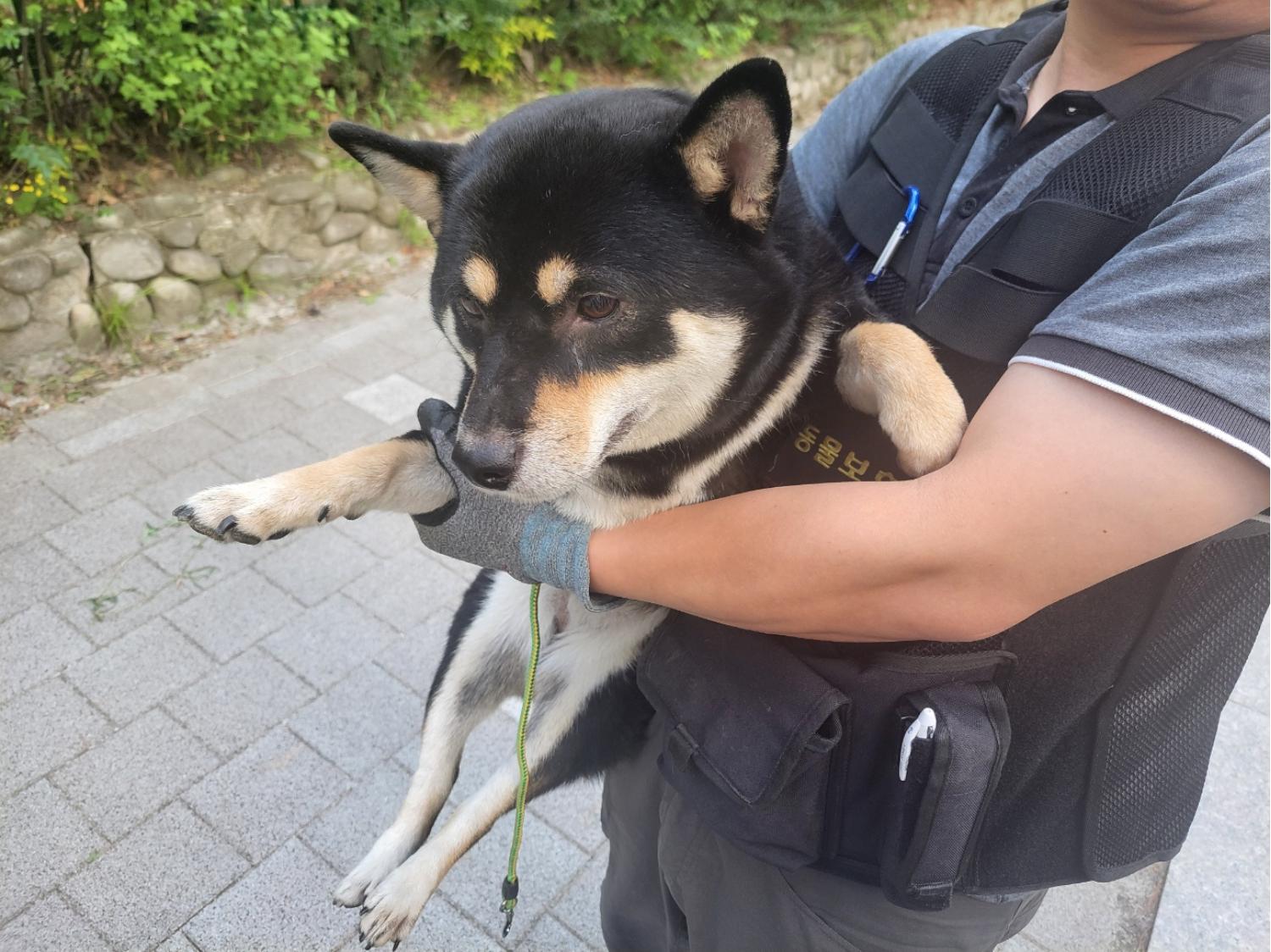 고양시동물보호센터_441394202401955