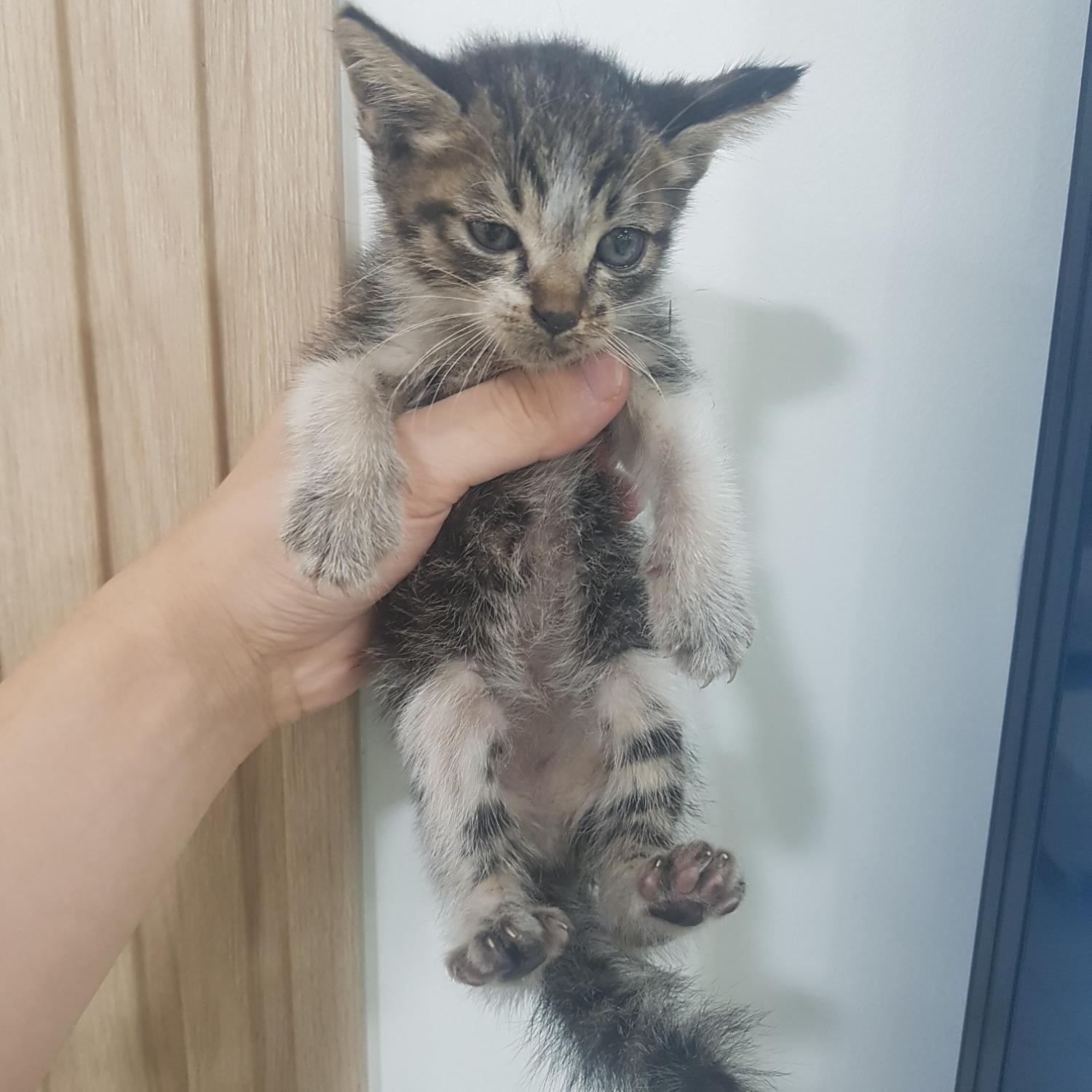 링크늘푸른동물병원_445464202402889