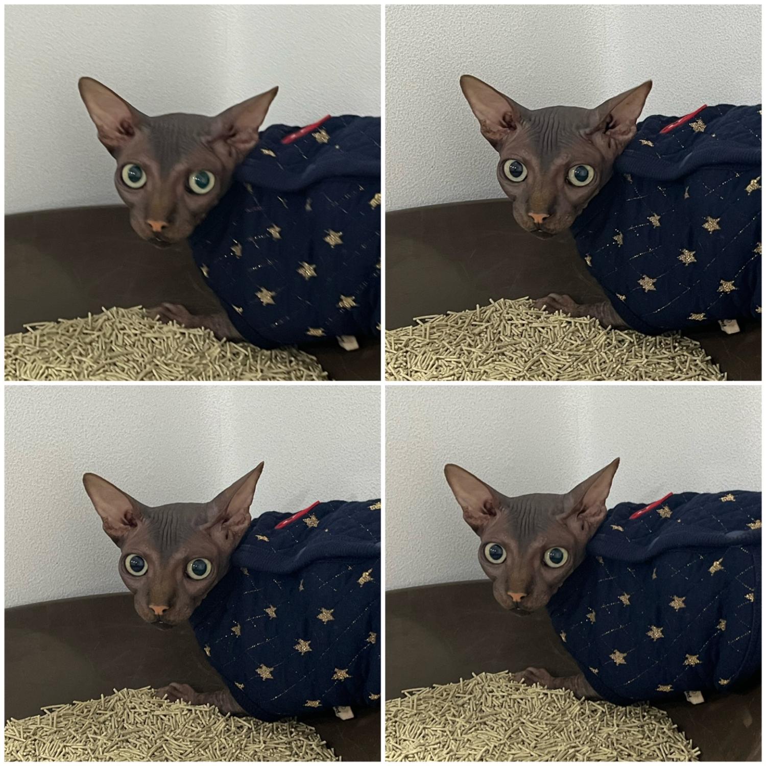 천안시 동물보호센터_444449202401918