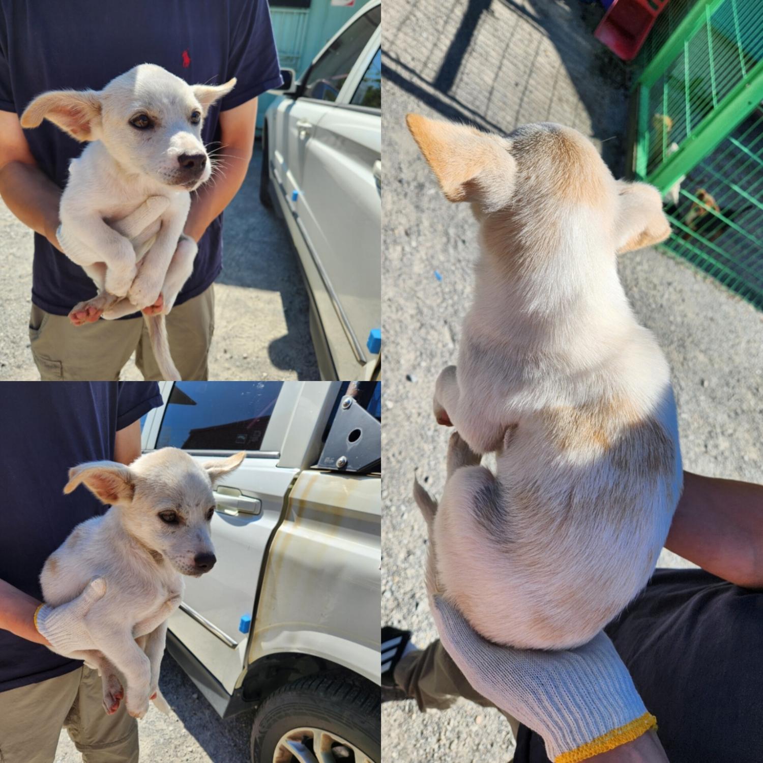 당진시동물보호소_444568202400939