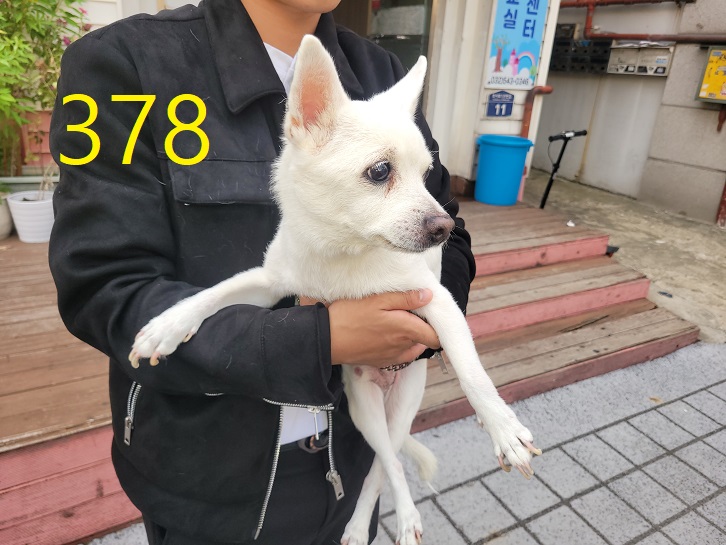 종료(반환) 믹스견…