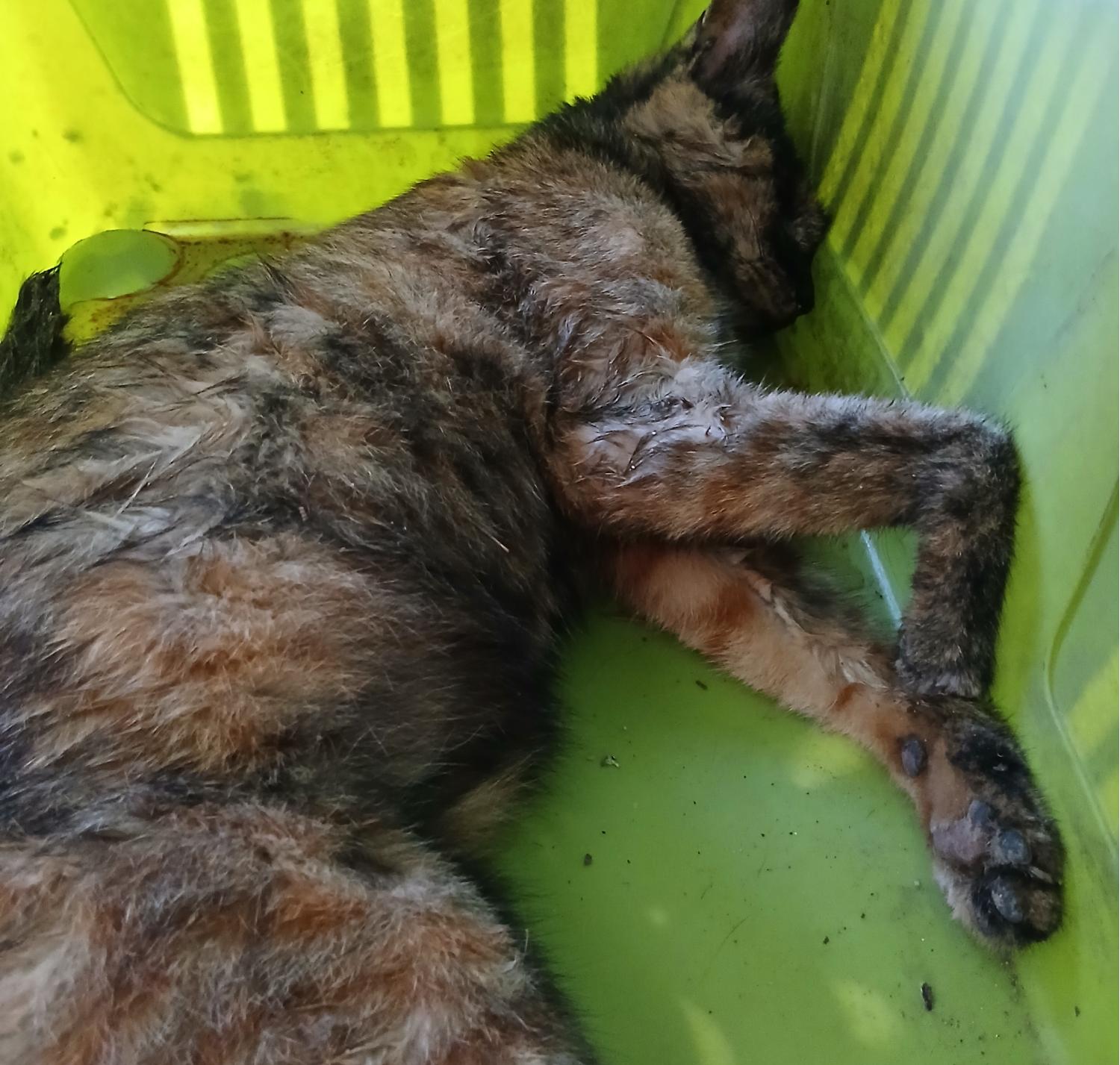 대구유기동물보호협회_427347202400840