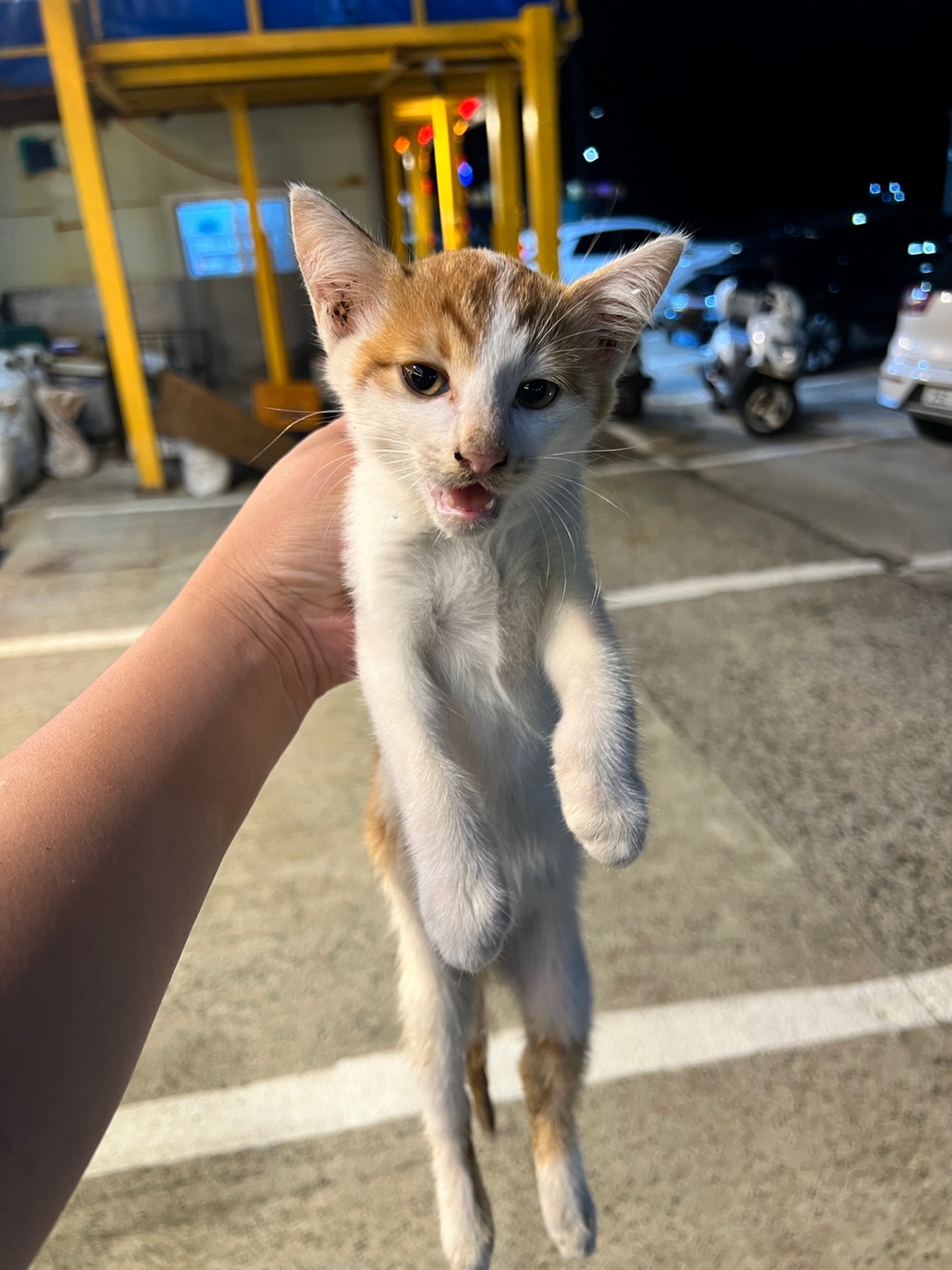 부산동물보호센터_426328202400436
