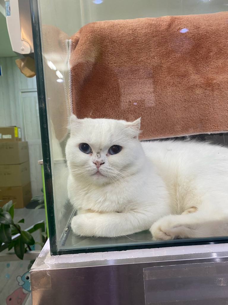 보호중 믹스묘의 가…