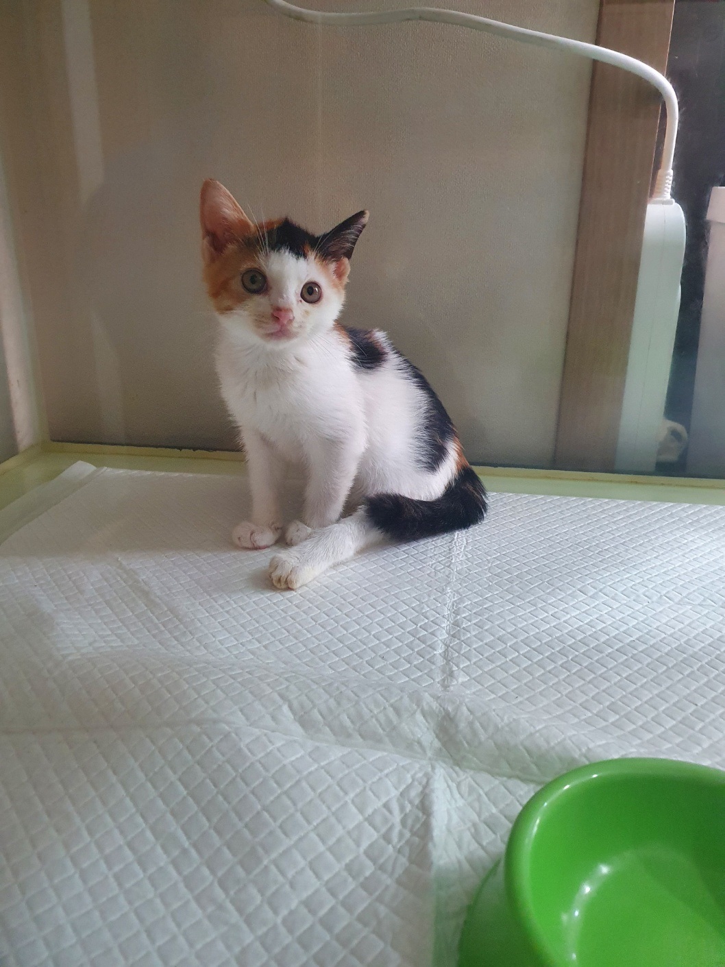 [고양이] 한국 고양이 서울-동작-2024-00141 유기동물 배경 이미지 입니다.