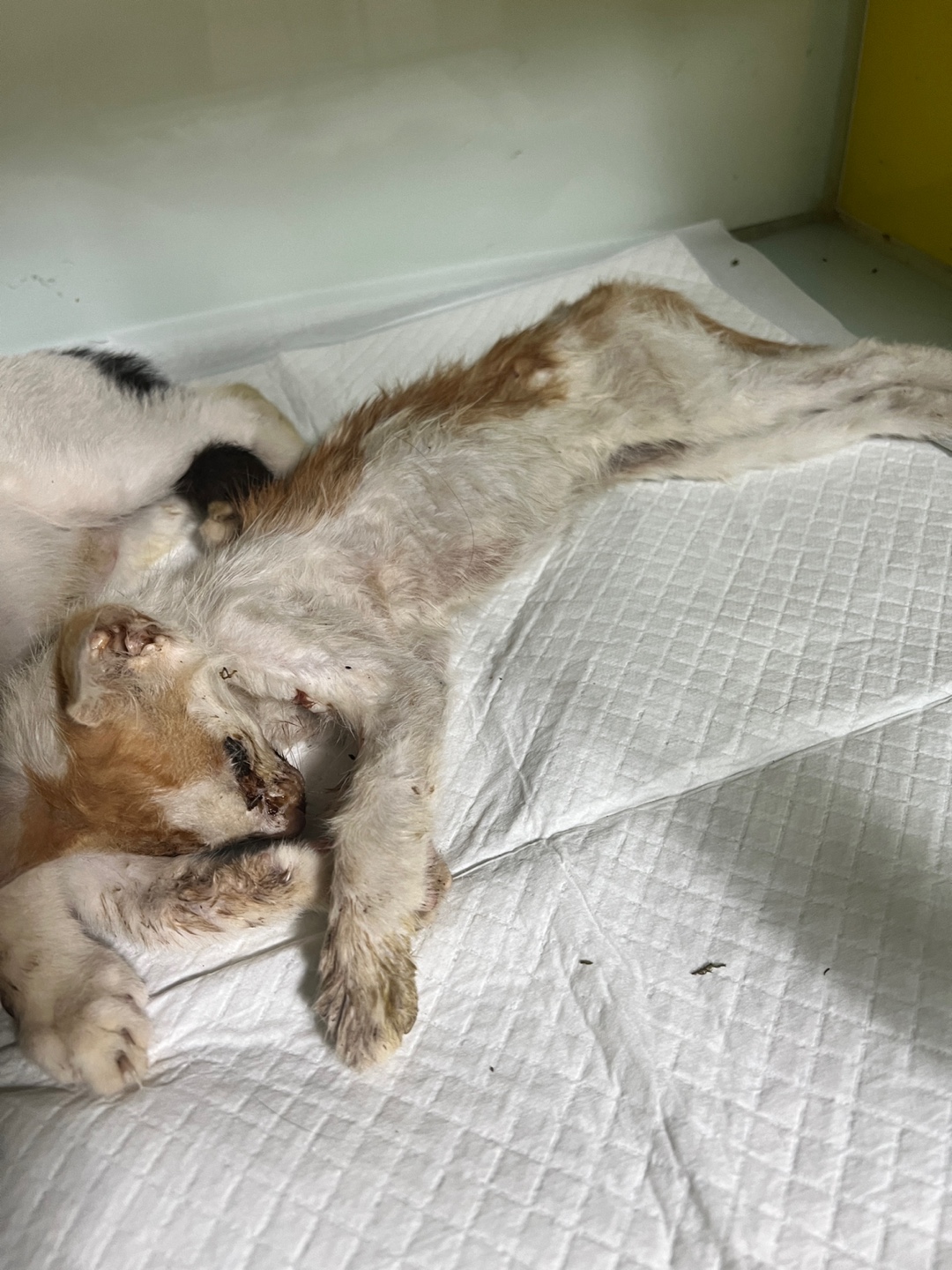 부산동물보호센터_426332202400564