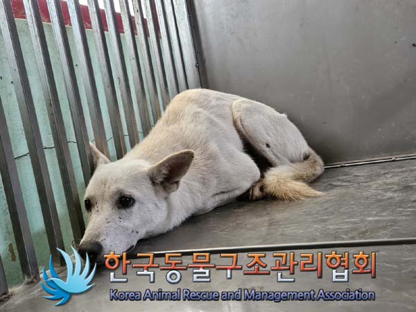 한국동물구조관리협회_441409202401446