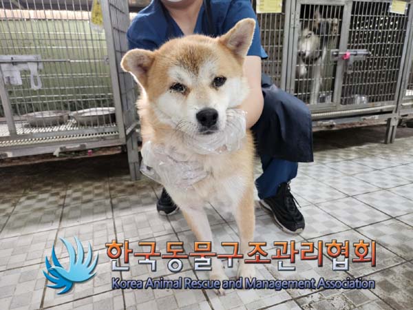 종료(안락사) 시바…