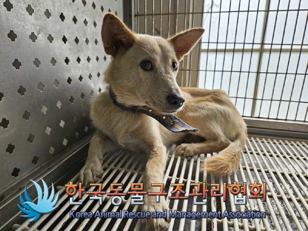 한국동물구조관리협회_441409202401445