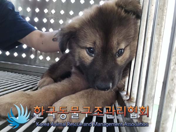 한국동물구조관리협회_411312202400795