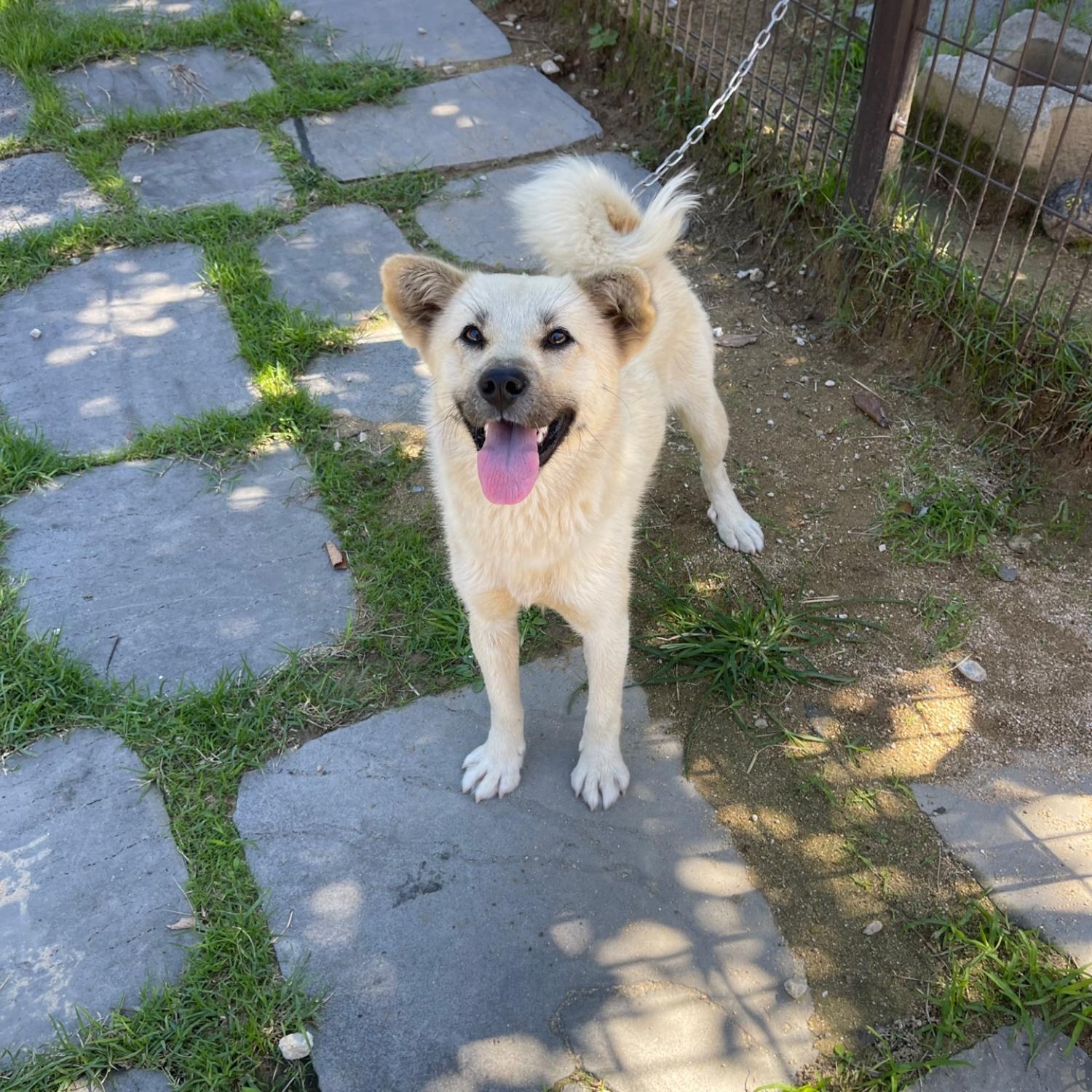 강릉시 동물사랑센터_442420202400517