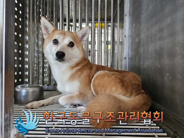 종료(반환) 시바의…