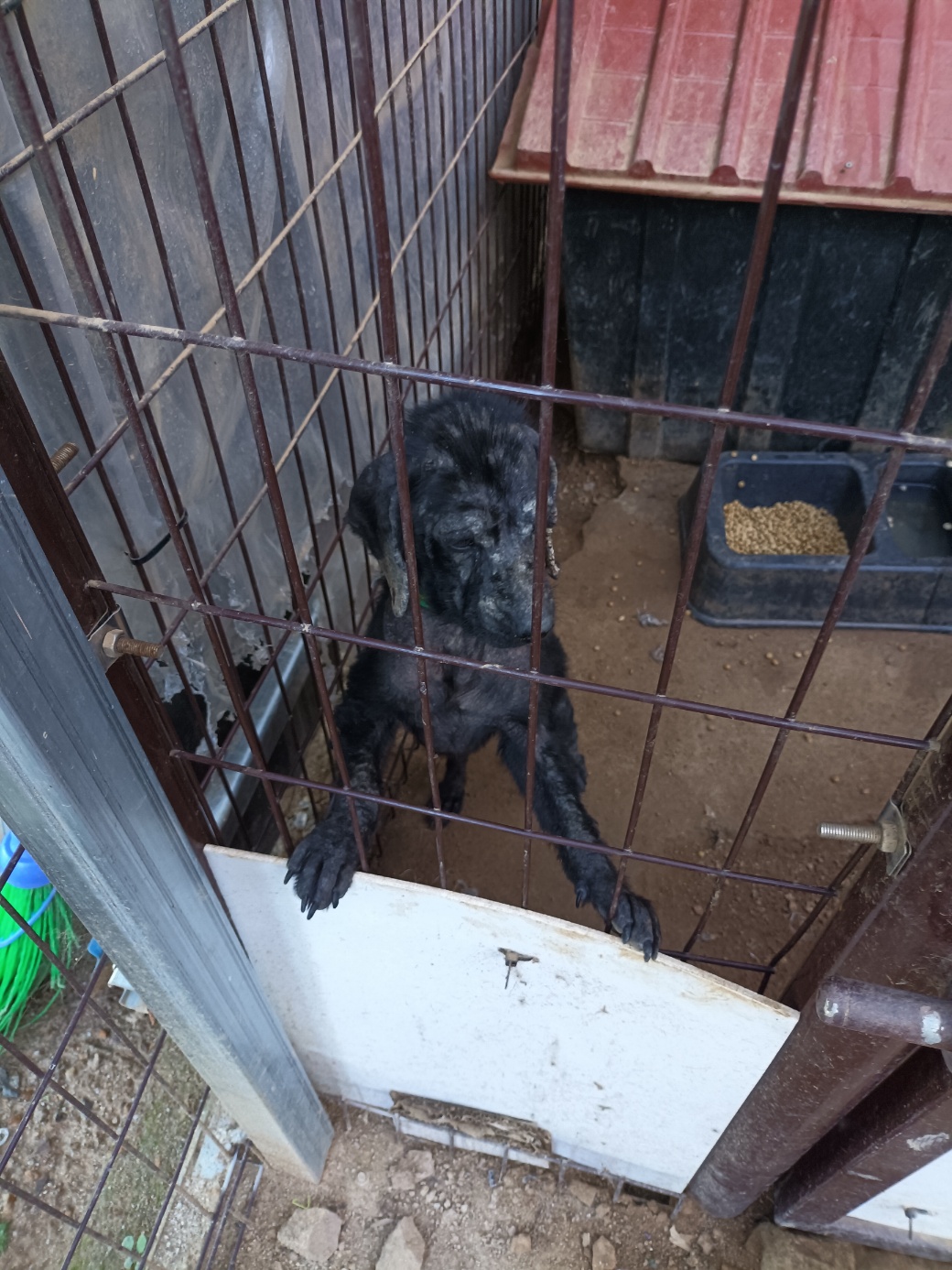 양구군유기동물보호소_442432202400113