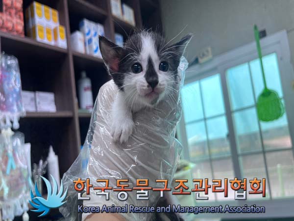 한국동물구조관리협회_441560202401208