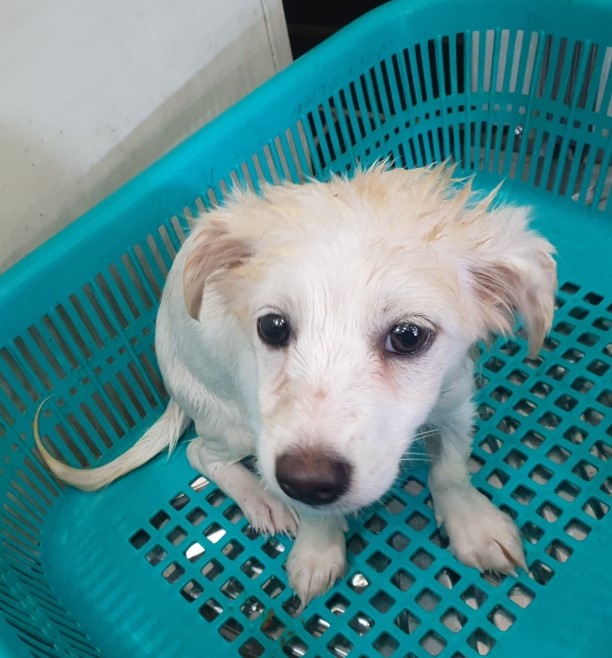 공주시 동물보호센터_444450202400454