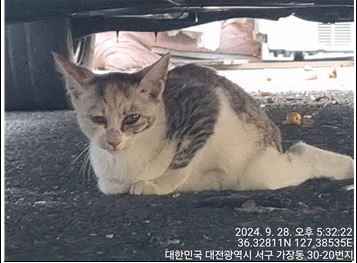 대전동물보호센터_430366202400512
