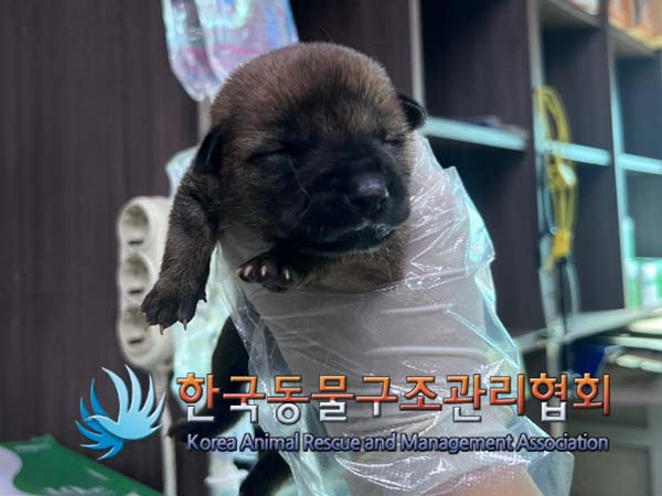 종료(자연사) 믹스…