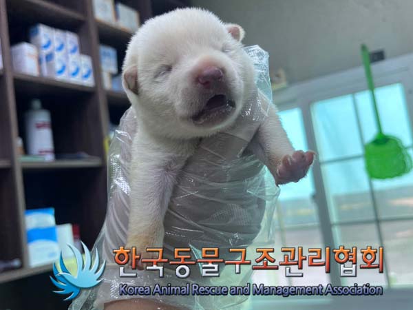 종료(자연사) 믹스…