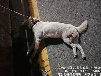 대전동물보호센터_430366202400510