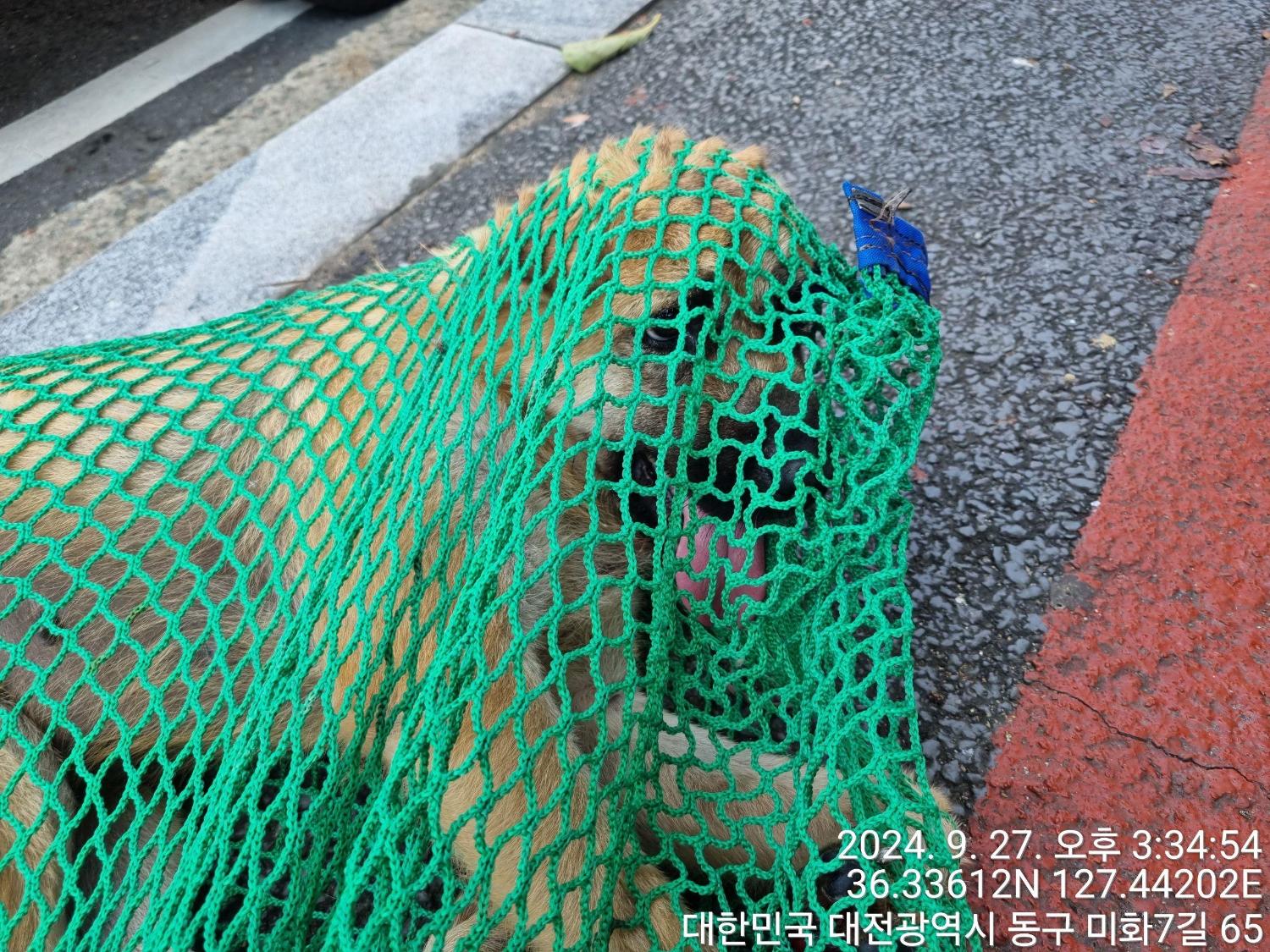 대전동물보호센터_430364202400750
