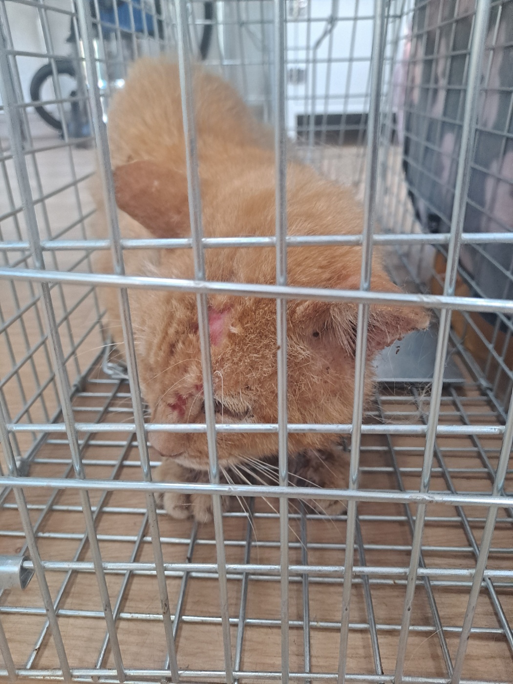거제시유기동물보호소_448537202401147