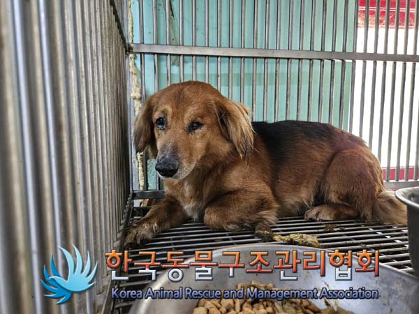 한국동물구조관리협회_441414202400736