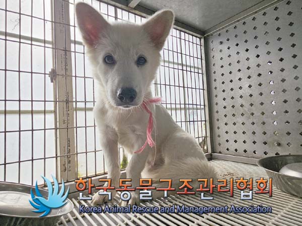 한국동물구조관리협회_411315202400473