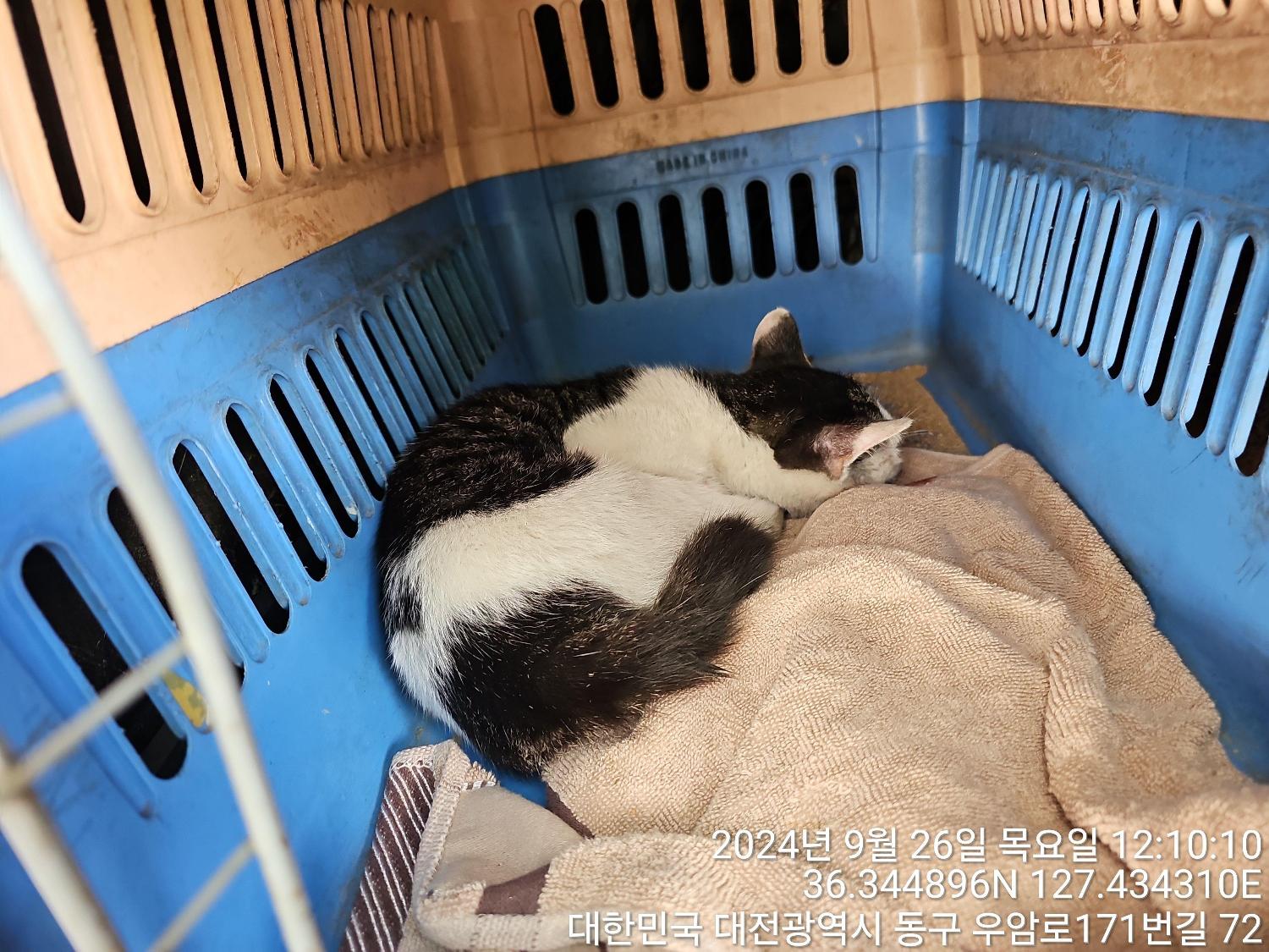 대전동물보호센터_430364202400746