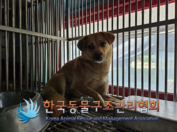 한국동물구조관리협회_441414202400735