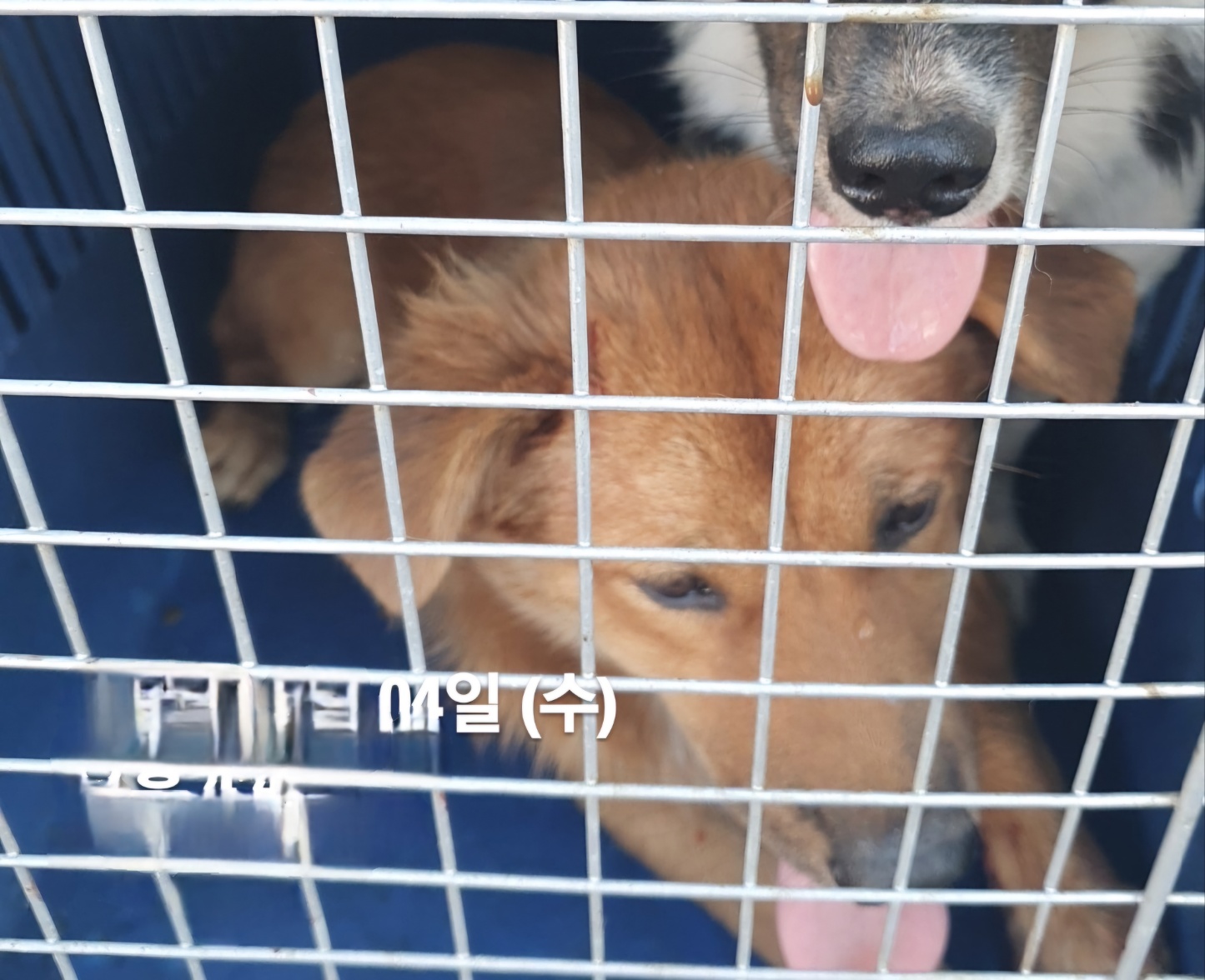 울산유기동물보호센터_431372202400538